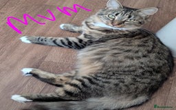 Mixed Breed cats for sale: Siberian mix kitten - Image 12