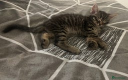 Mixed Breed cats for sale: Mixed breed adorable kittens in Waltham Cross - Image 24