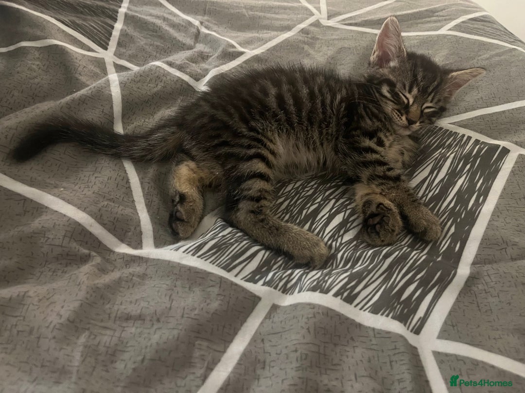 Mixed Breed cats for sale: Mixed breed adorable kittens in Waltham Cross - Image 24