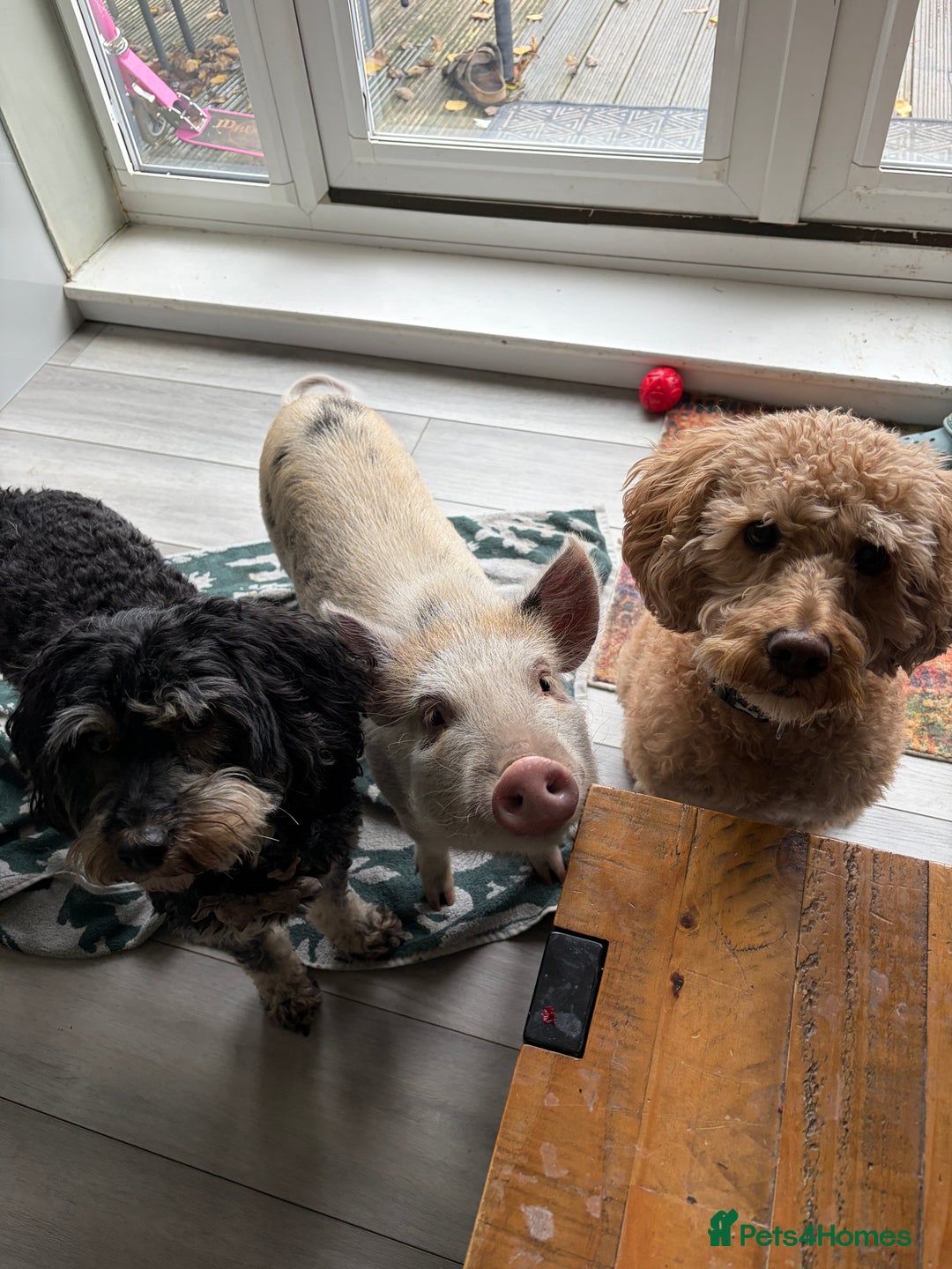 Pig livestock for sale: Margot the pig  - Advert 2