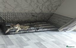 Siberian Husky dogs for sale: Selling Male Siberian Husky 27 Weeks  - Image 2