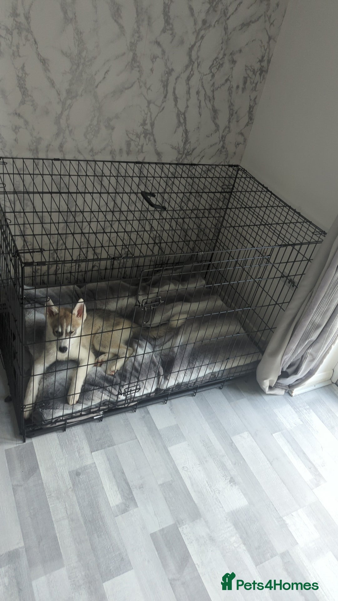 Siberian Husky dogs for sale: Selling Male Siberian Husky 27 Weeks  - Image 2