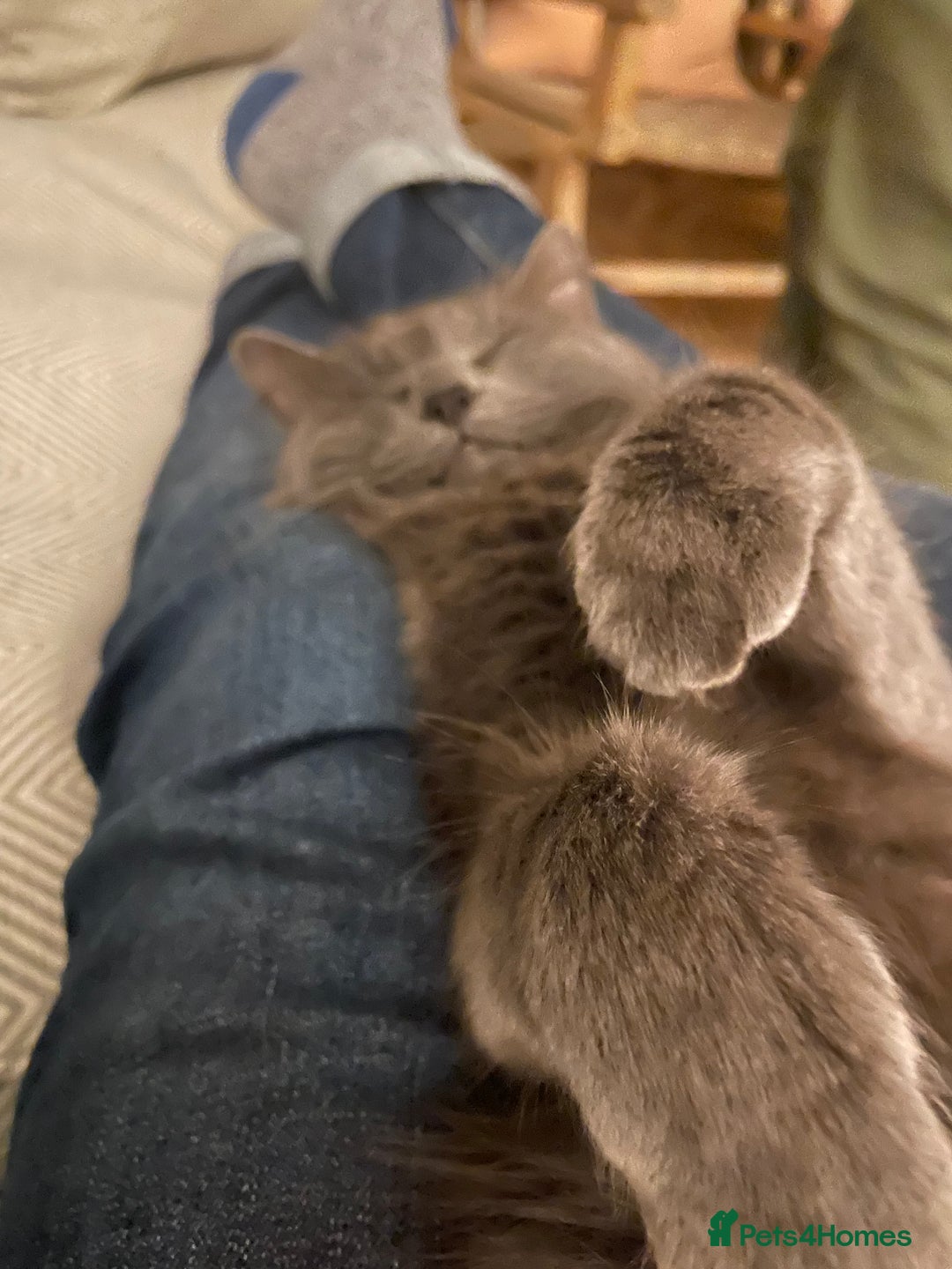 Russian Blue cats for sale: Sweet 4 Year Old Russian Blue Girl  - Image 8