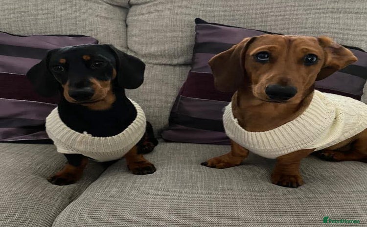 Dachshund dogs - Advert 4