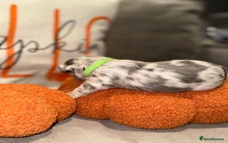 French Bulldog dogs for sale: 3 weeks old Fluffy french bulldog puppies - Image 7