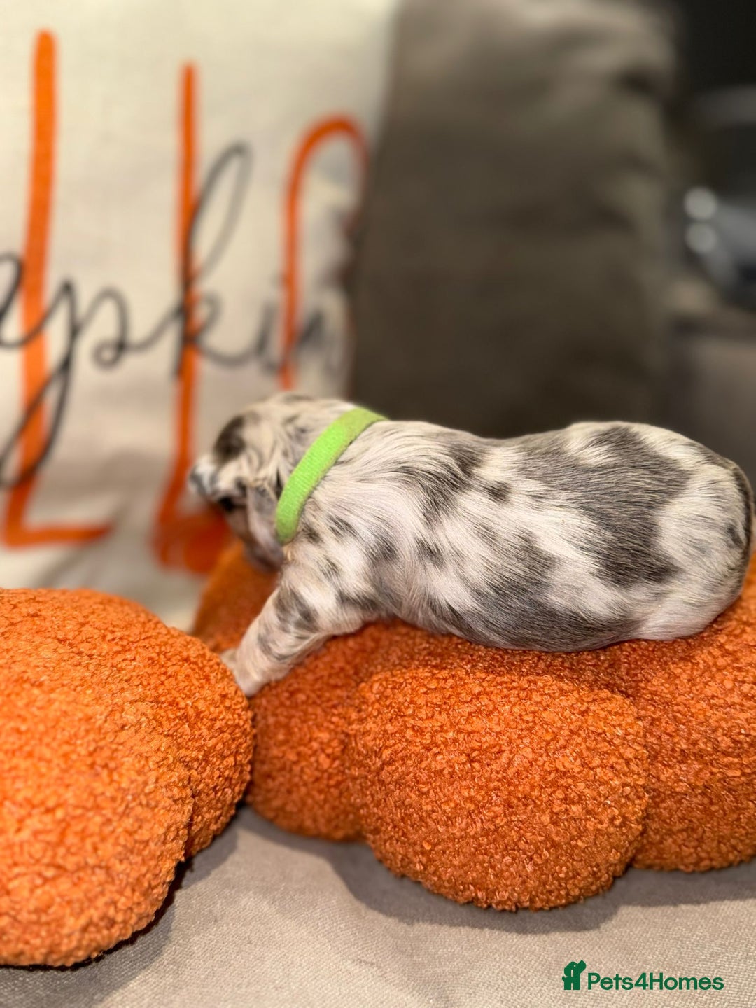 French Bulldog dogs for sale: 3 weeks old Fluffy french bulldog puppies - Image 7