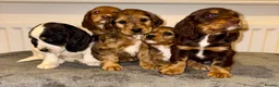 Cocker Spaniel dogs for sale: Cocker spaniel puppies  - Advert 1