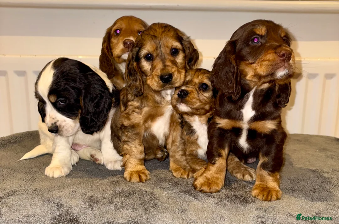 Cocker Spaniel dogs for sale: Cocker spaniel puppies  - Advert 1