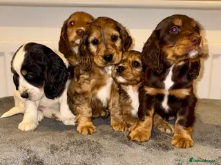 Cocker Spaniel dogs Cocker spaniel puppies - Advert 2