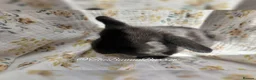 Mini Lop rabbits for sale: Mini Lops  - Advert 9