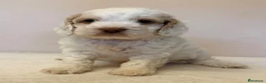 Cockapoo 1