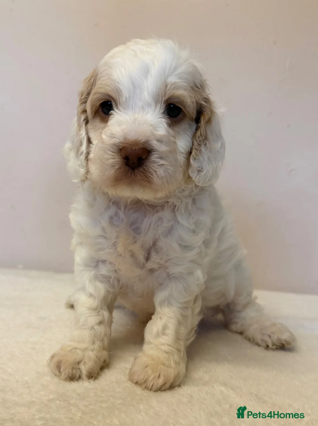 Cockapoo dogs for sale: Coloured Cockapoo Puppies - Advert 2