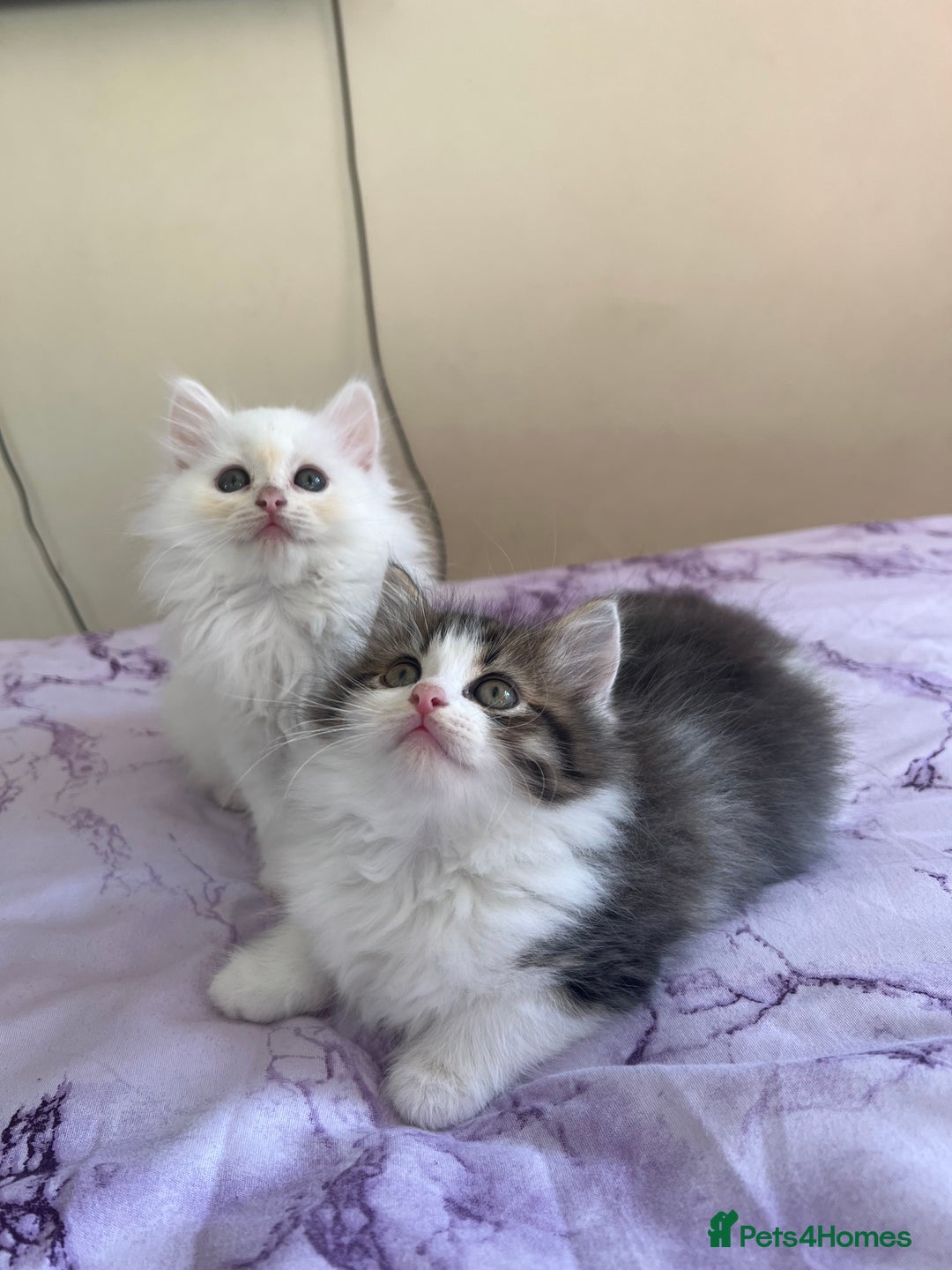Turkish Angora cats for sale: Ragdoll/ Turkish Angora kittens last BOY/GIRL - Image 11