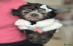 Maltipoo dogs for sale: 🩵Last Top Quality Rare Korean/Asian F1 Maltipoo🩵 in Bathgate - Image 32