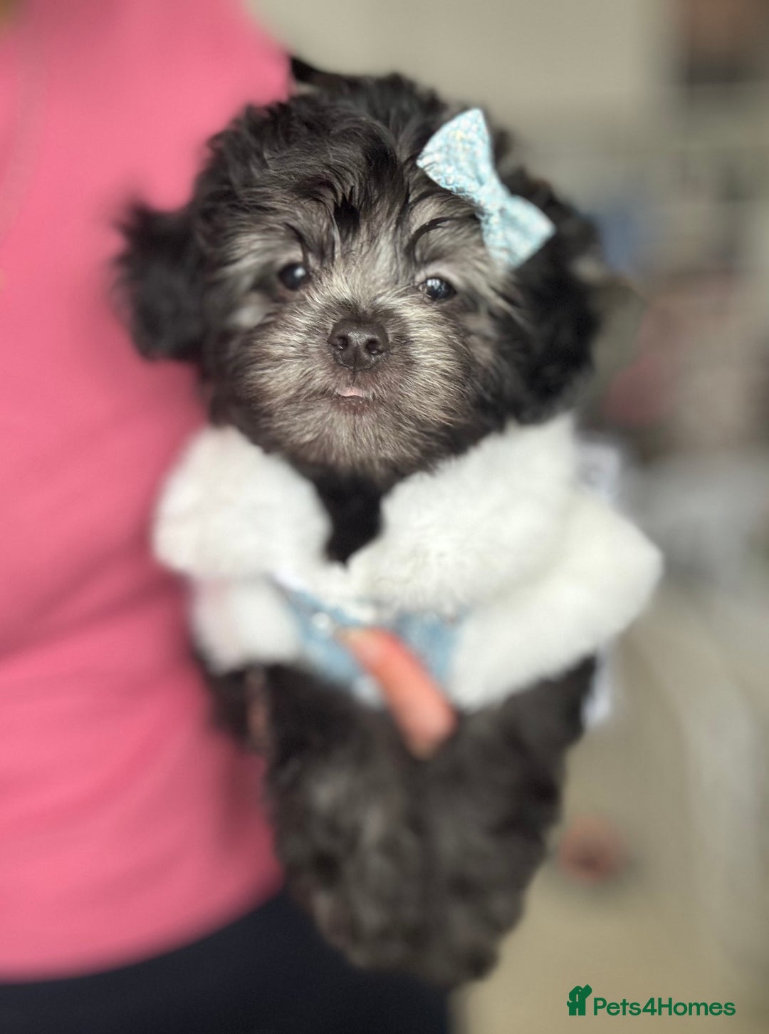 Maltipoo dogs for sale: 🩵Last Top Quality Rare Korean/Asian F1 Maltipoo🩵 in Bathgate - Image 32