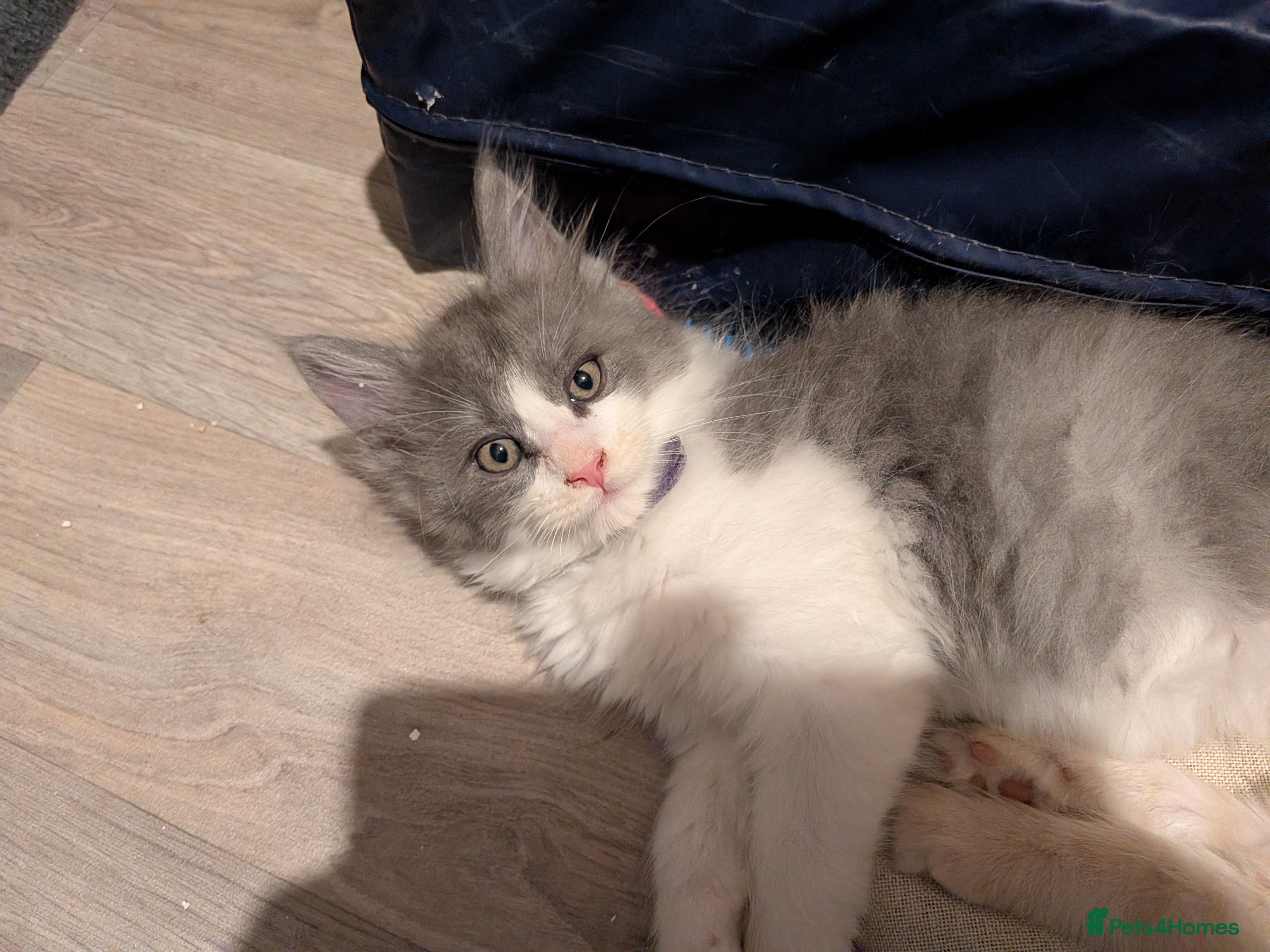 Maine Coon cats Mainecoon  x ragdolls - Advert 5