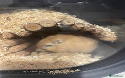 Gerbil rodents for sale: 2 male Gerbils with a cage  - Advert 6