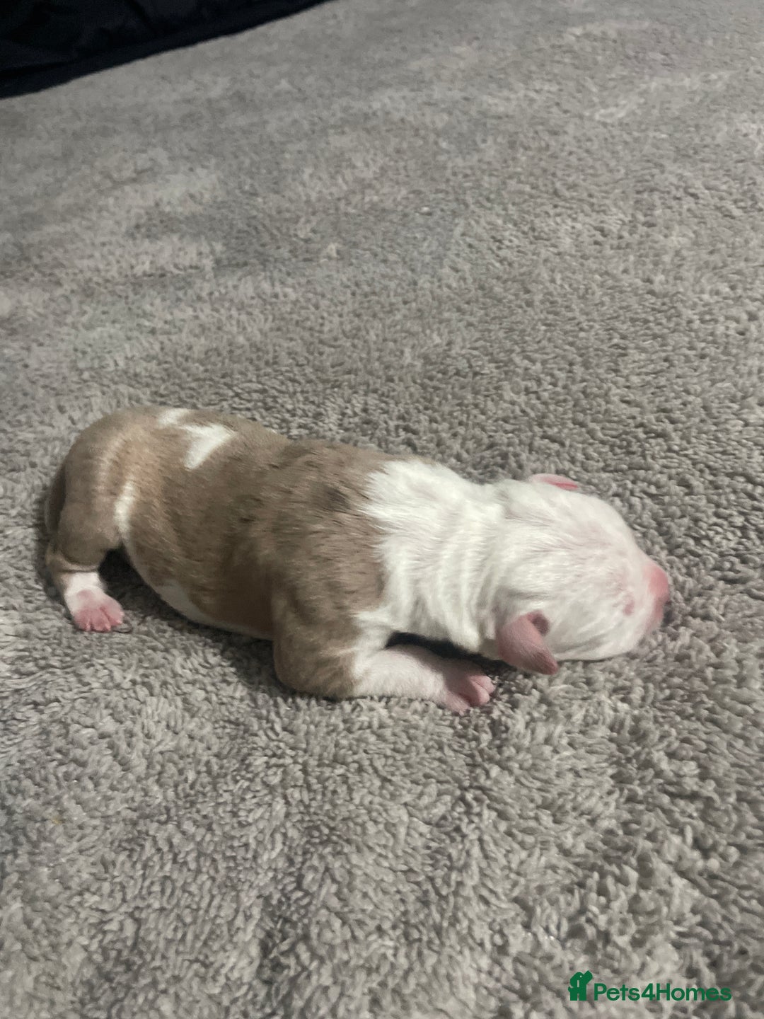 Mixed Breed dogs for sale: American bully X American bulldog puppies  - Advert 2