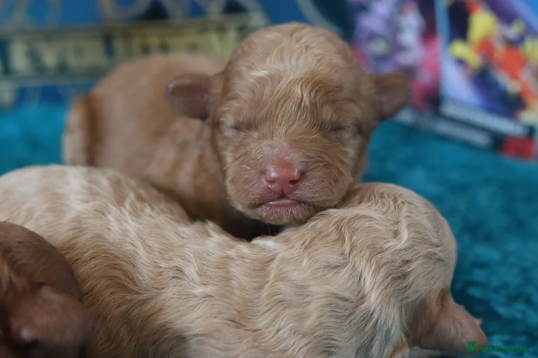 Maltipoo dogs for sale: 4 Maltipoo Puppies - 2 Apricot Girls & 2 Red Boys - Advert 20