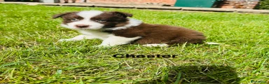 Chester 