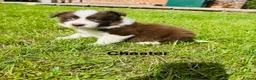 Border Collie dogs for sale: Our Bred Border Collie Puppies For Sale - Advert 28