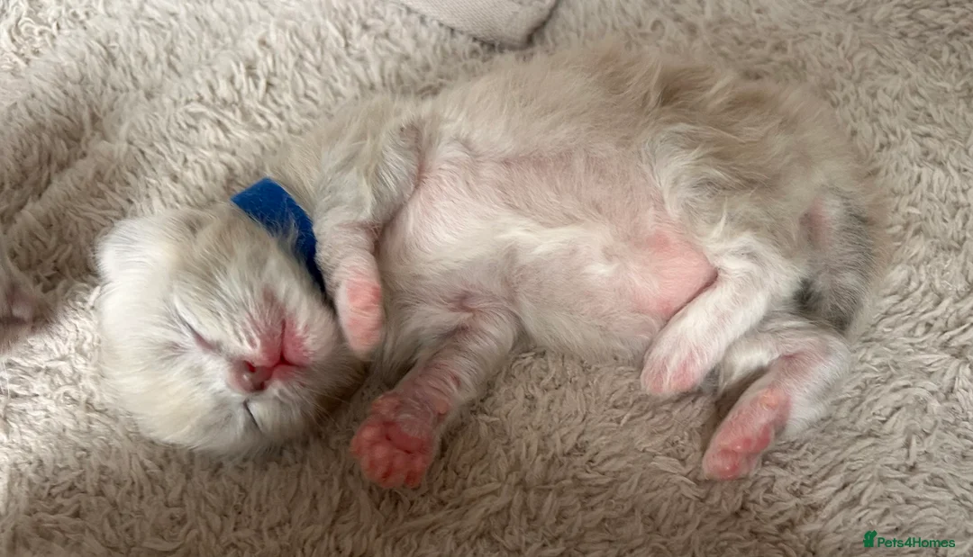 Ragdoll cats for sale: Ragdoll kittens for sale  - Advert 17