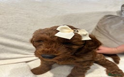 Irish Doodle dogs for sale: Irish Doodles ready to go  - Image 2