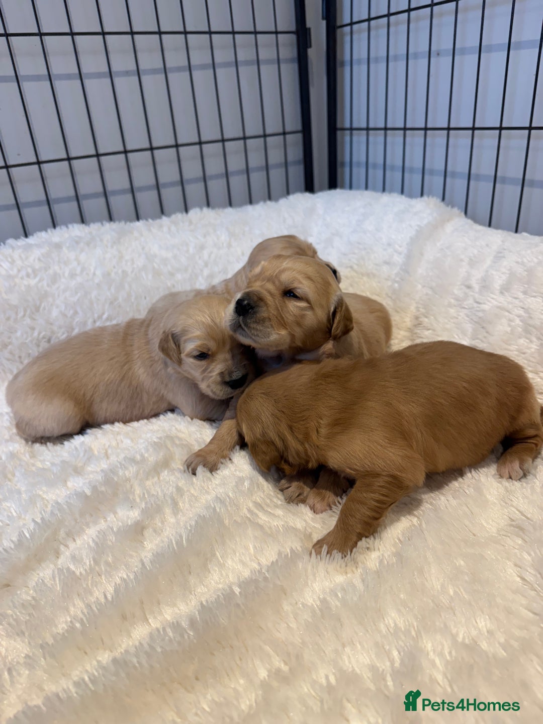 Golden Retriever dogs for sale: Gorgeous KC Golden retrievers  - Advert 9