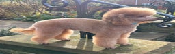 Toy Poodle dogs for stud: DNA tested Toy poodle at stud  in Alston - Advert 3