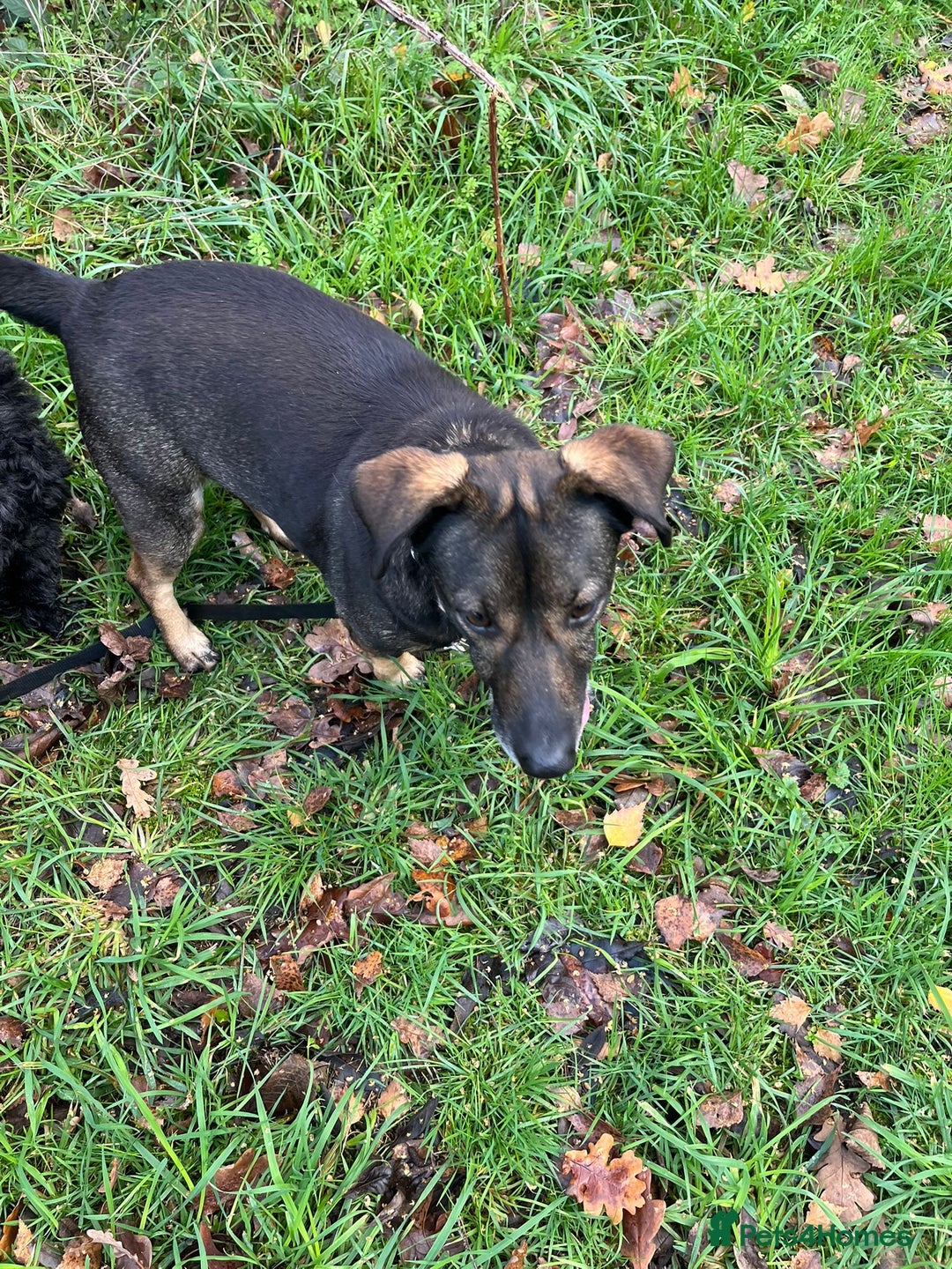 Mixed Breed dogs for adoption: Cute little Twix needs LoVE - Advert 16