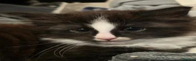 Fluffy Overlord
