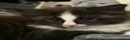 Mixed Breed cats for sale: Maine Coon X in Witham - Advert 8