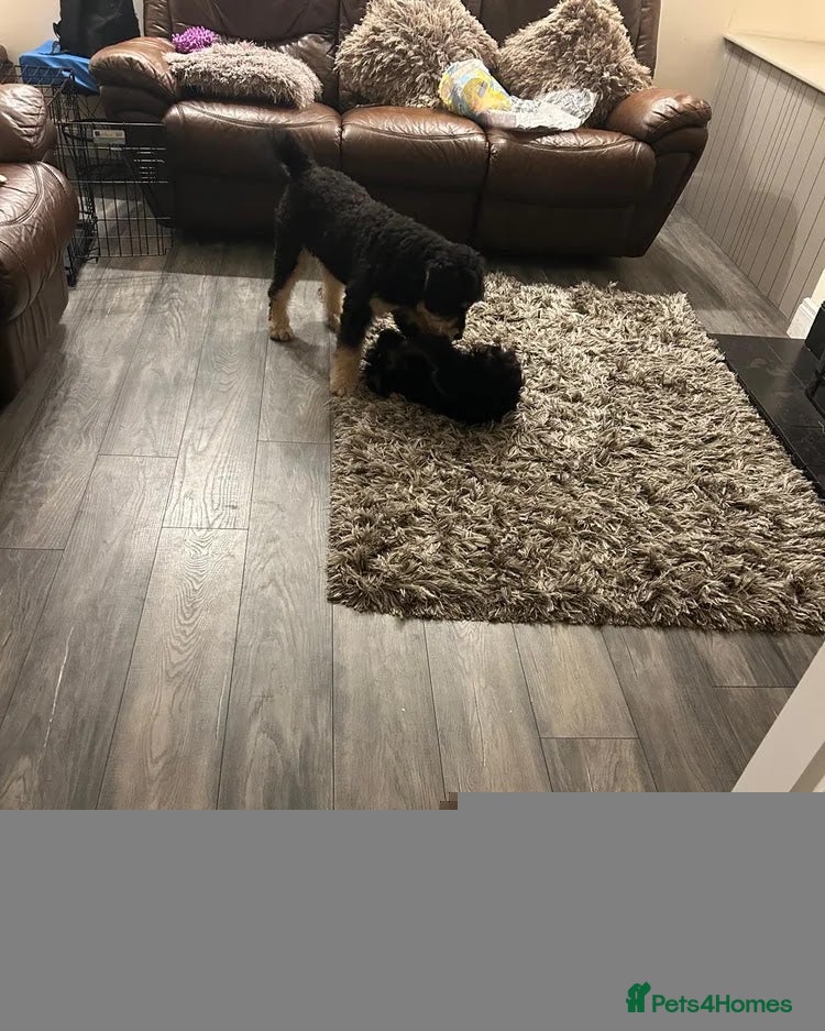 Bernedoodle dogs Puppy available 😊 - Advert 1