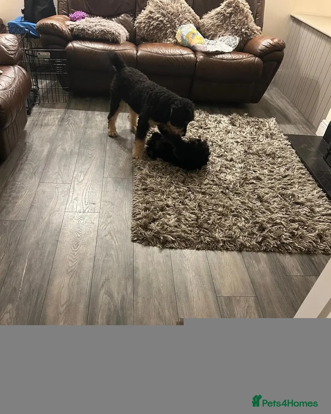 Bernedoodle dogs for sale: Puppy available 😊 - Advert 1