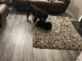 Bernedoodle dogs Puppy available 😊 - Advert 2