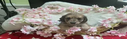 Dachshund dogs for sale: Miniture long haired dushounds puppy’s - Advert 8