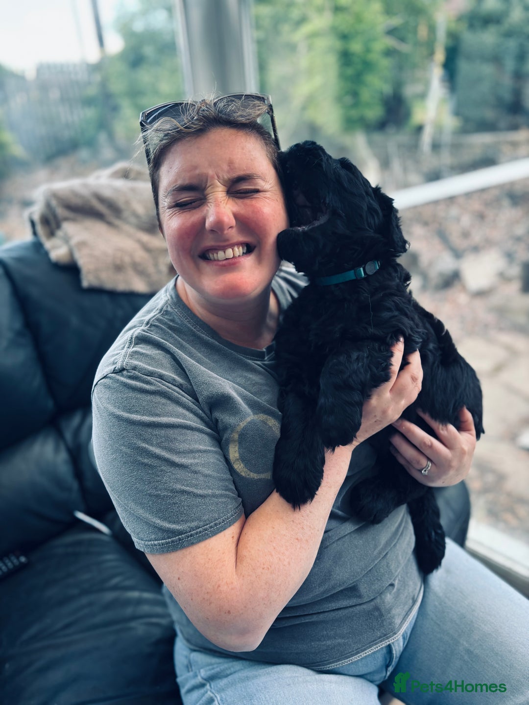 Russian Black Terrier dogs for sale: russian black terrier  in Ballyclare - Image 4