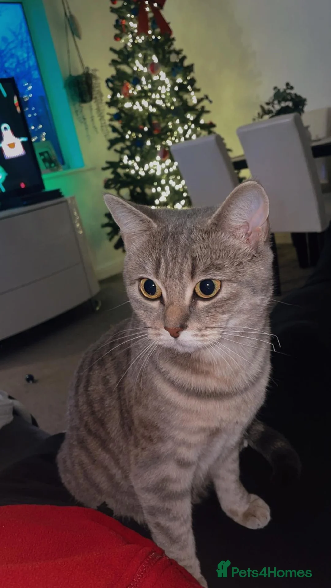 British Shorthair cats for sale: Beautiful BSH and Turkish Angora Mixed Kittens - Advert 10