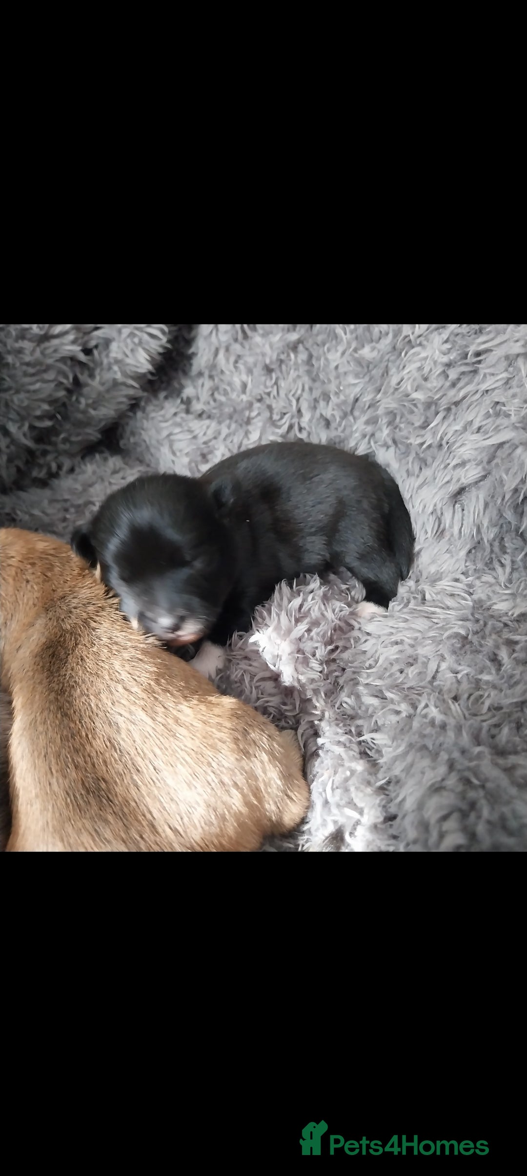 Mixed Breed dogs for sale: Pomeranian /Terrior  - Image 6