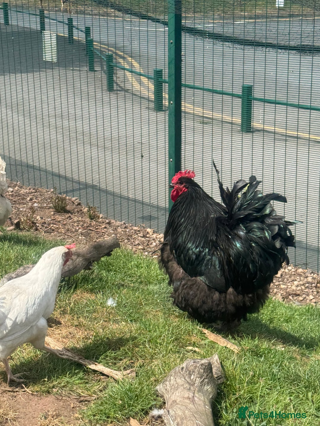 Chickens poultry for sale: Cockeral - Cochin breed  in Worksop - Image 4