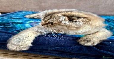 Scottish Fold cats - Advert 5