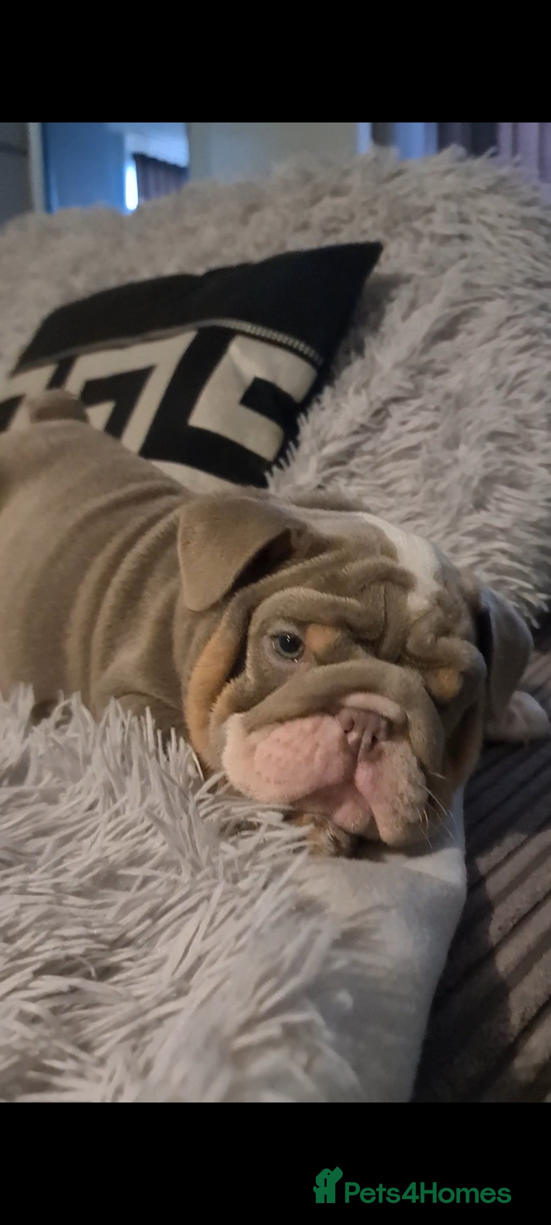 English Bulldog dogs for sale: Kc reg British bulldogs  - Image 4