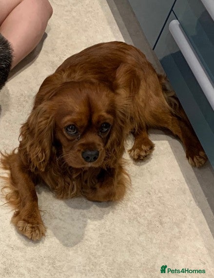 Cavalier King Charles Spaniel dogs Amazing fully D.N.A! & B.V.A heart & eye clear boy in Cardiff - Advert 6