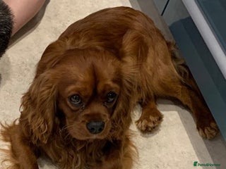 Cavalier King Charles Spaniel dogs in Cardiff - Advert 18