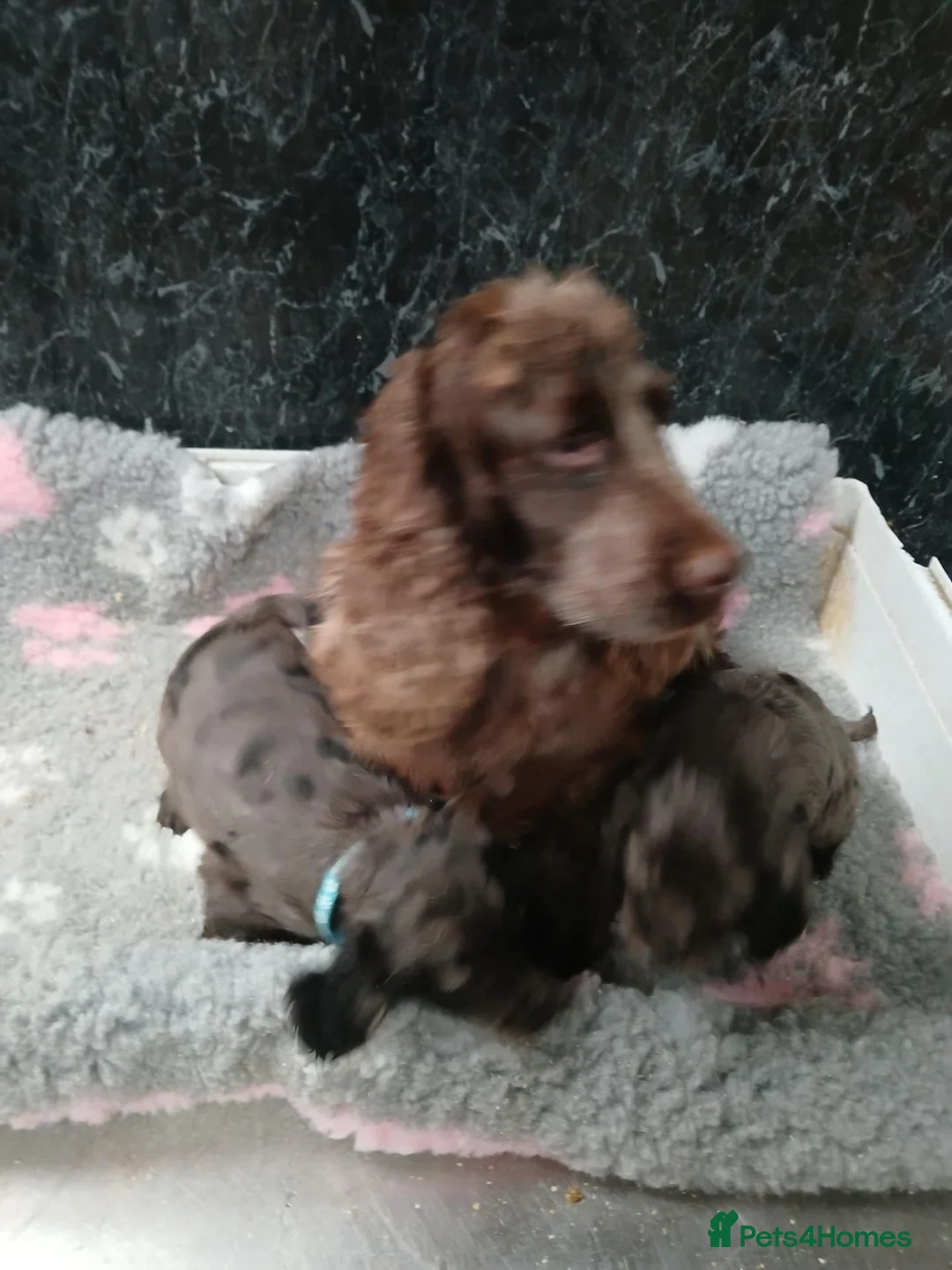 Cocker Spaniel dogs for sale: Beautiful Cocker Spaniel - Advert 4