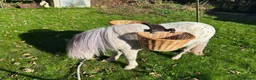Miniature horses for sale: American Miniature Horse 5 Yrs Gelding - Advert 9
