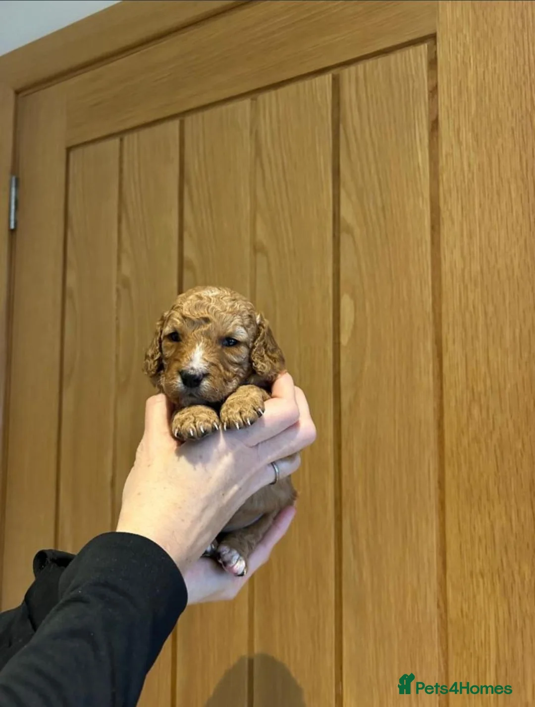 Cavapoo dogs for sale: Beautiful Cavapoo Puppies Ready for Loving Homes in Manchester - Advert 2