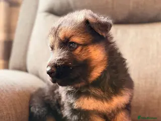 German Shepherd dogs KC registered German shepherd puppies. - Advert 5