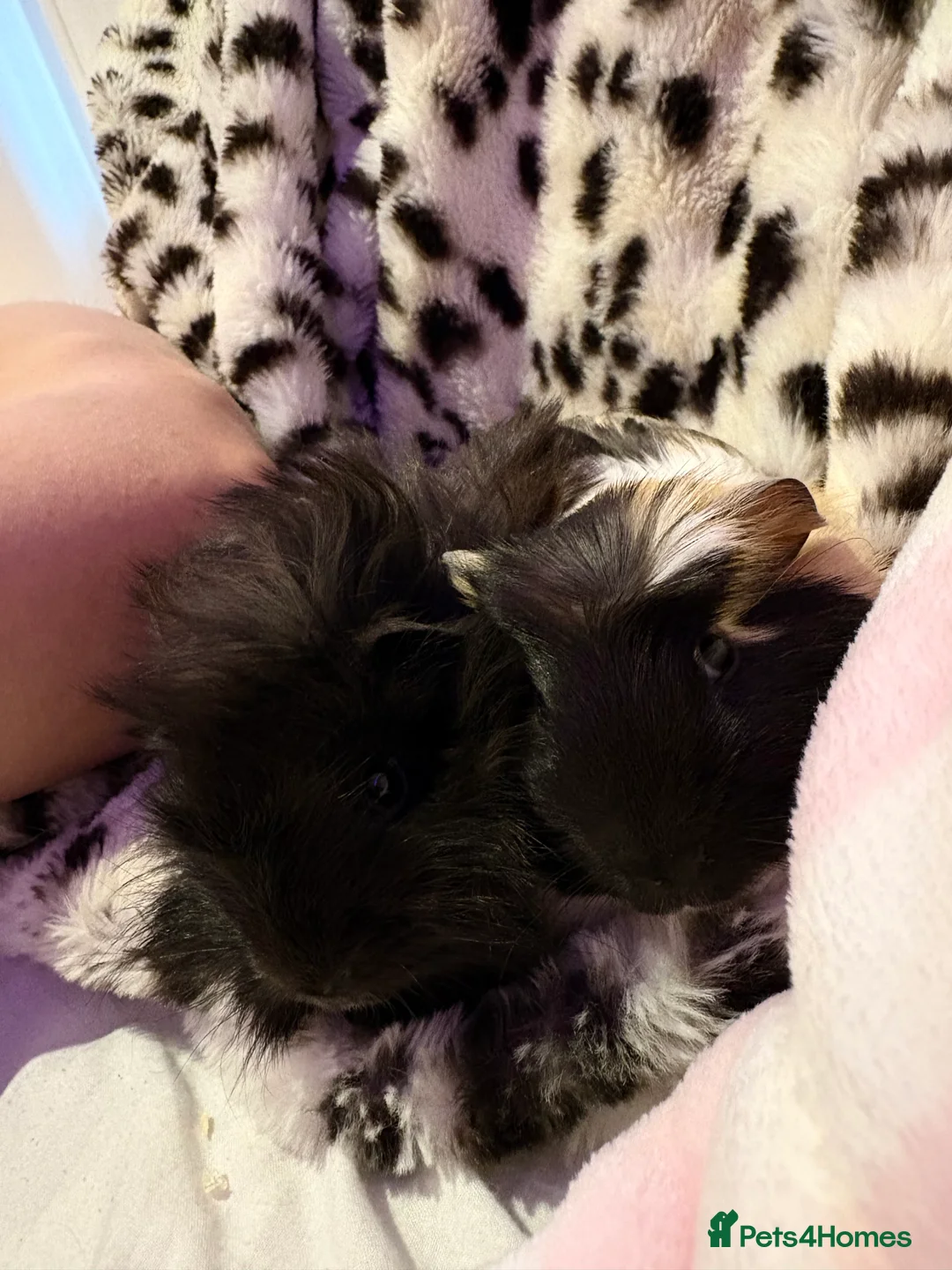 Guinea Pig rodents for sale: Two 12 week old male guinea pigs  - Advert 2