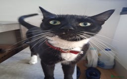 Mixed Breed cats for sale: 2 kittens  - Image 3